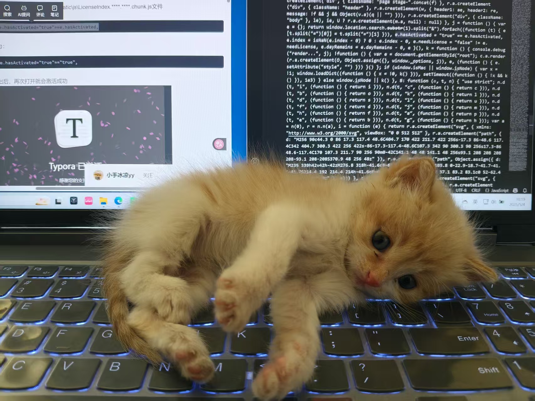 小猫五四来了