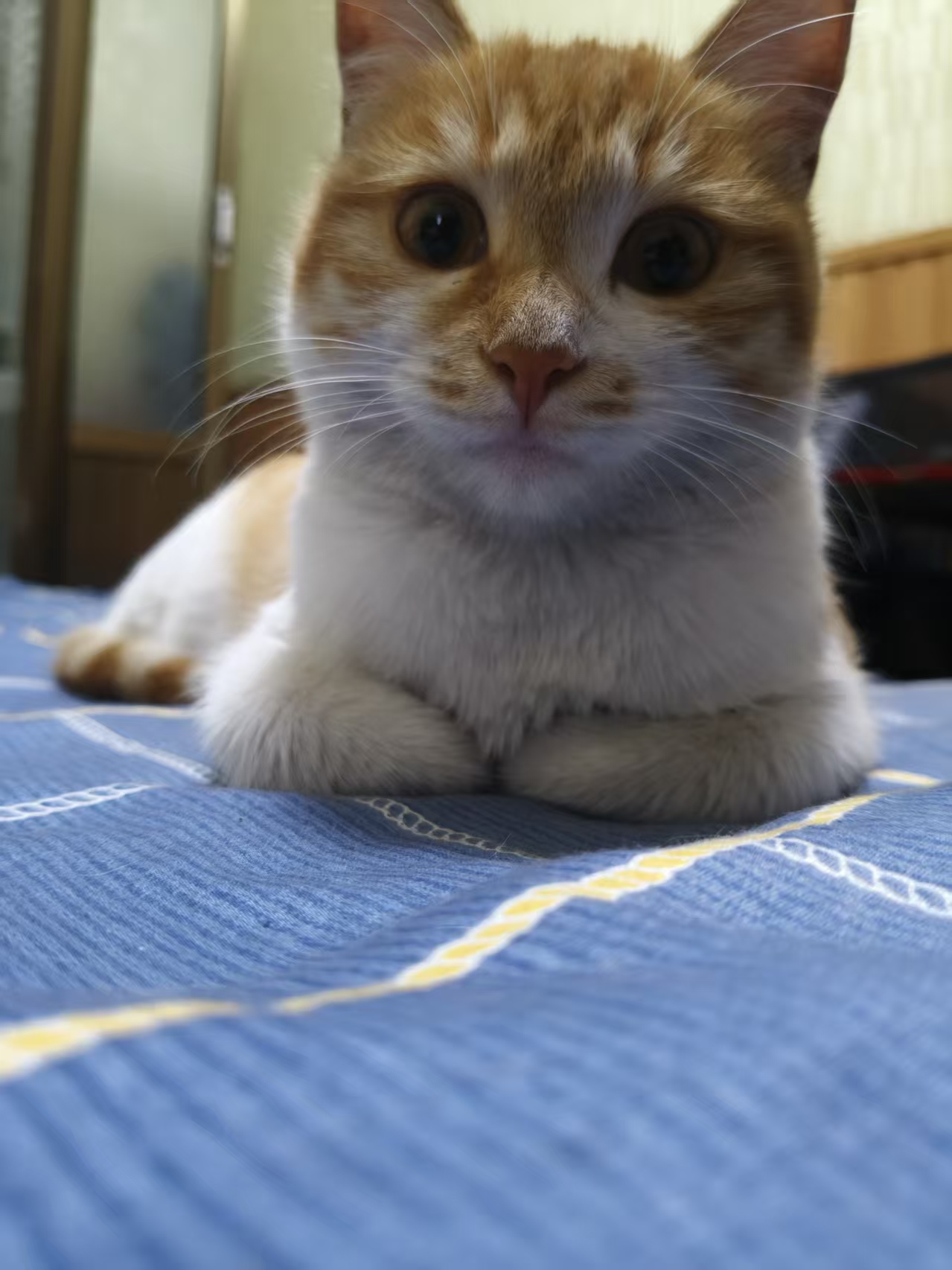 揣手手的猫